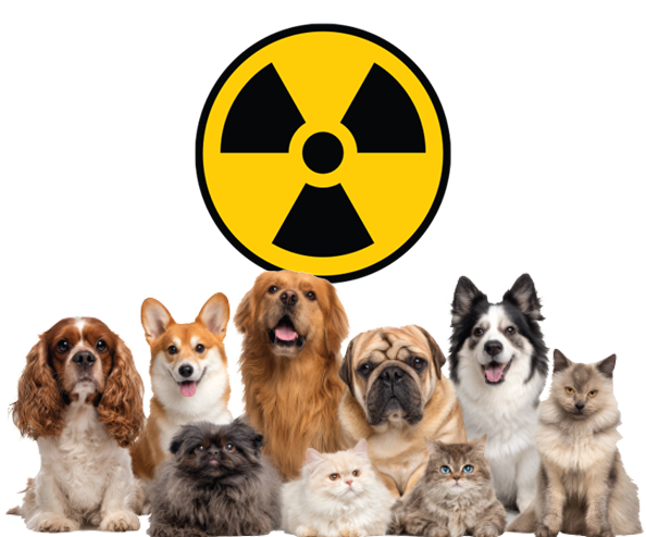 radiation animals